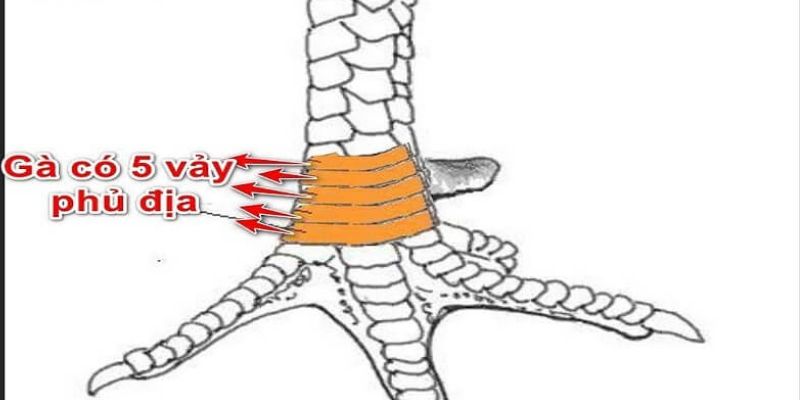 Vảy gà phủ địa - Khái quát về các loại vảy quý hiếm cho gà 5 Gà chọi sở hữu 5 vảy phủ địa