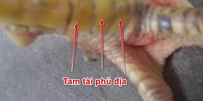 Vảy gà phủ địa - Khái quát về các loại vảy quý hiếm cho gà 6 Kinh nghiệm nuôi chiến kê có vảy gà phủ địa