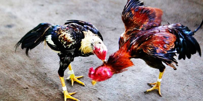 Vảy Gà Huyền Trâm - Đặc Điểm Nhận Dạng Chiến Kê Chất Lượng 5 Kỹ năng chăm sóc và luyện tập dành cho chiến kê vảy Huyền Trâm