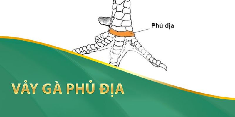 Vảy gà phủ địa - Khái quát về các loại vảy quý hiếm cho gà 2 Vảy gà phủ địa là gì và vì sao chúng lại được coi trọng?