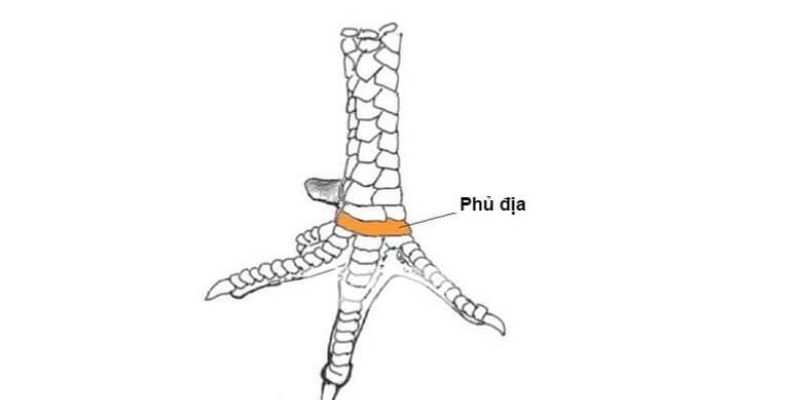 Vảy gà phủ địa - Khái quát về các loại vảy quý hiếm cho gà 4 Vảy tứ quý phủ địa