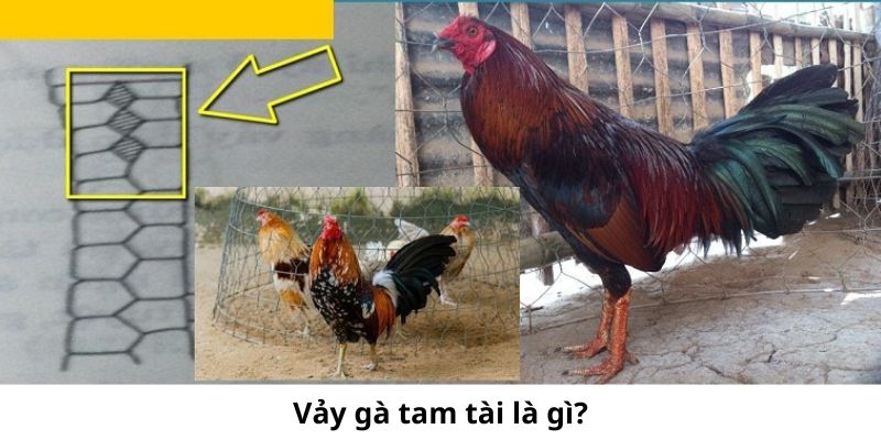 Những Điều Thú Vị Cần Biết Rõ Về Vảy Gà Tam Tài 2 Vảy gà tam tài có 3 hàng vảy tạo thành hình tam giác trên chân gà