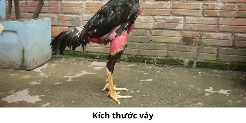 Những Điều Thú Vị Cần Biết Rõ Về Vảy Gà Tam Tài 4 Ngoài ra các vảy gà tam tài còn được phân loại theo kích thước vảy