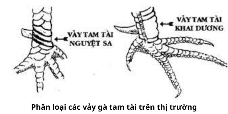 Những Điều Thú Vị Cần Biết Rõ Về Vảy Gà Tam Tài 3 Những loại vảy gà tam tài hiện nay