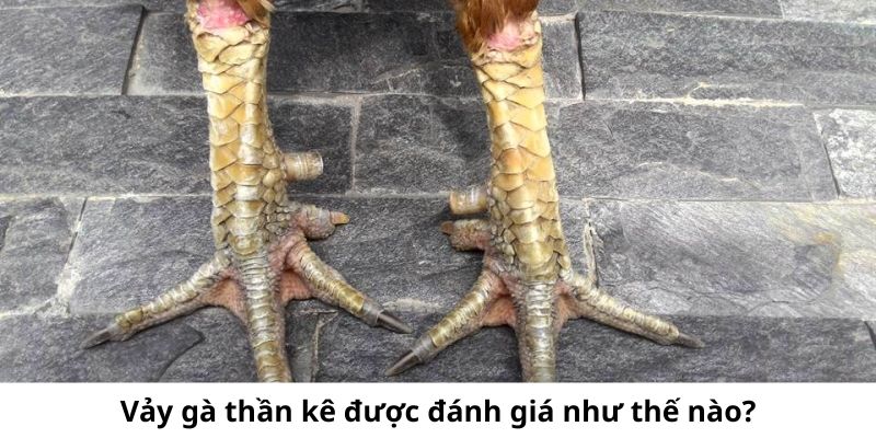 Hướng Dẫn Nhận Biết Vảy Gà Thần Kê Cực Chính Xác 3 Những con gà có vảy gà thần kê được chủ nuôi đánh giá rất cao