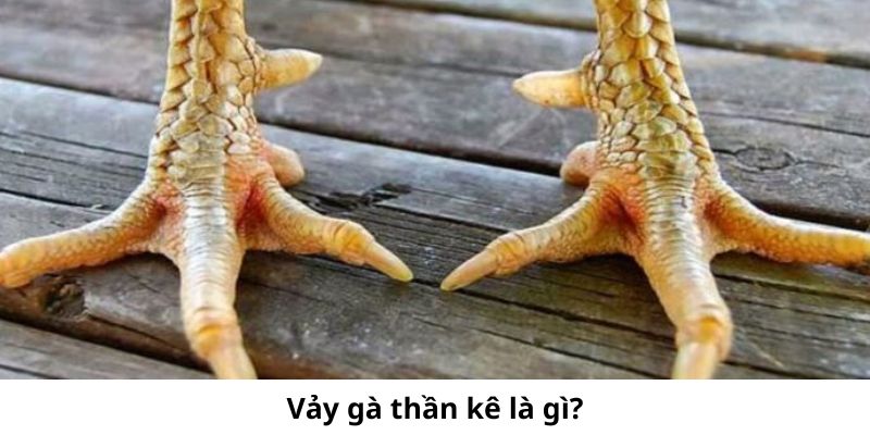 Hướng Dẫn Nhận Biết Vảy Gà Thần Kê Cực Chính Xác 2 Vảy gà thần kê là những chiếc vảy quý hiếm trên chân các chú gà chọi