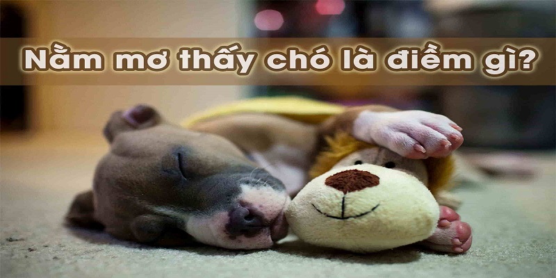 Giải mã giấc mơ cùng những con số lô đề liên quan 2 Giải mã giấc mơ về các con vật