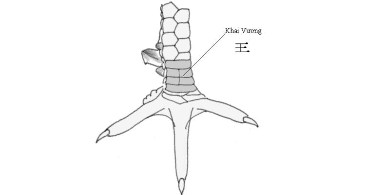 Vảy Gà Khai Vương - Vảy Gà Thể Hiện Chiến Kê Thực Thụ 2 Giới thiệu đôi nét về vảy gà Khai Vương