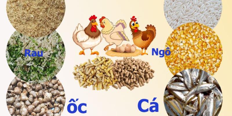 Vảy Gà Khai Vương - Vảy Gà Thể Hiện Chiến Kê Thực Thụ 6 Kinh nghiệm chăm sóc chuồng trại dành cho chiến kê vảy gà Khai Vương
