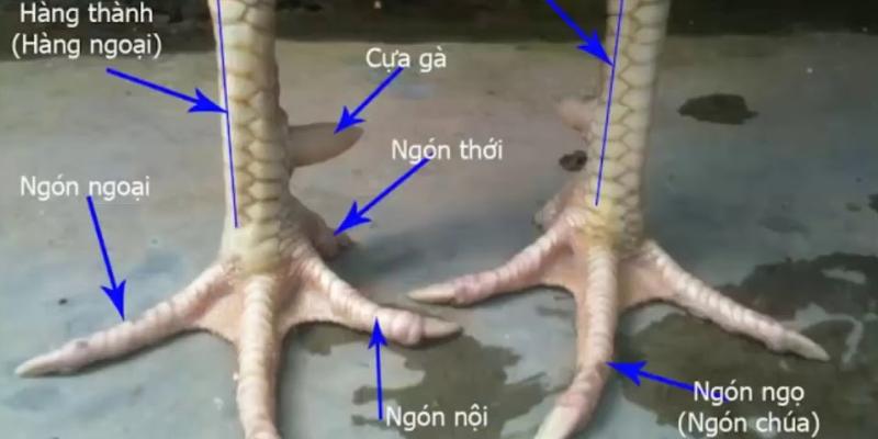 Vảy Gà Khai Vương - Vảy Gà Thể Hiện Chiến Kê Thực Thụ 4 Phân biệt Vảy gà Khai Vương với vảy Cựa Thập