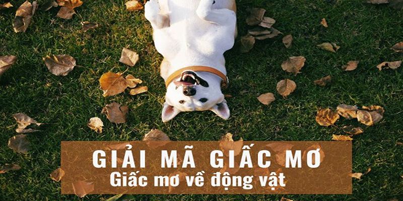 Giấc Mơ Lô Đề Là Gì? Giải Mã Chiêm Bao Cùng Con Số Tài Lộc 4 Chiêm bao thấy động vật